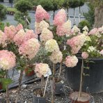 Hortenzia metlinatá (Hydrangea paniculata) ´SUNDAE FRAISE´® - výška 80-100 cm, kont. C5L/C7,5L - NA KMIENKU